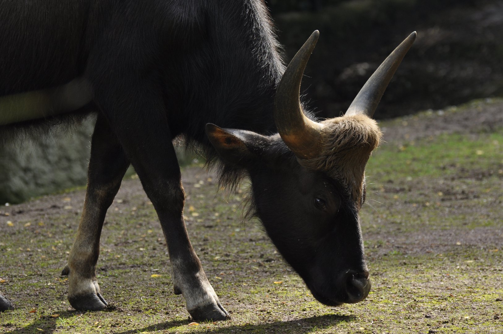 Indian gaur (Bos gaurus)