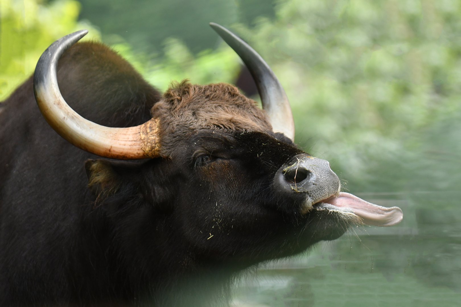 Indian gaur (Bos gaurus)