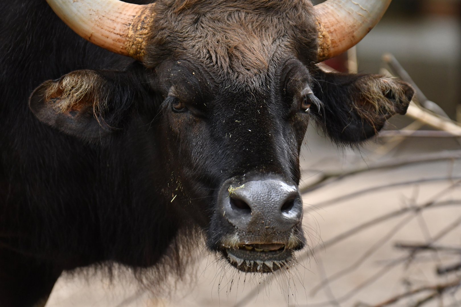 Indian gaur (Bos gaurus)