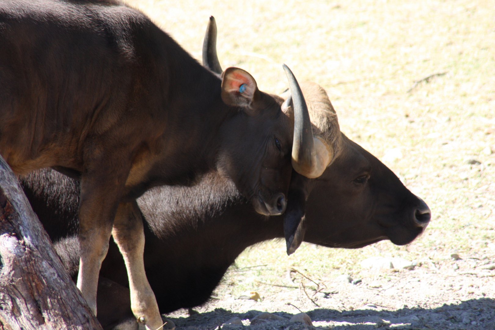 Indian gaur (Bos gaurus)