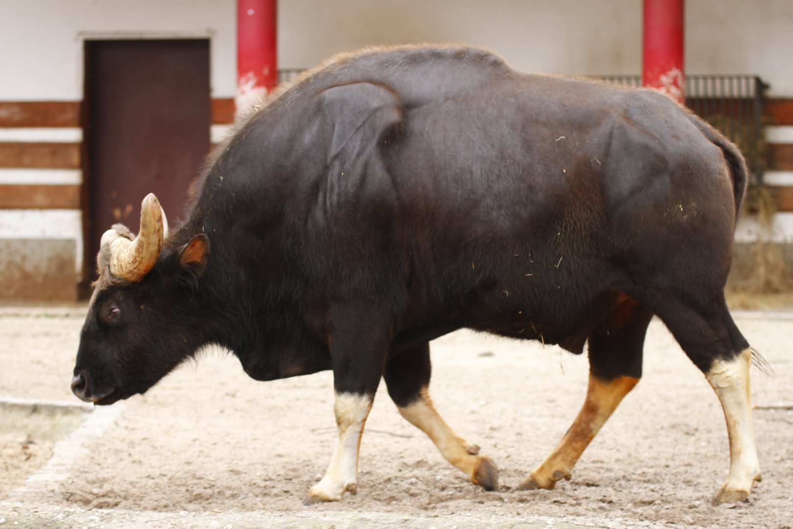 Indian gaur bull (Bos gaurus gaurus)