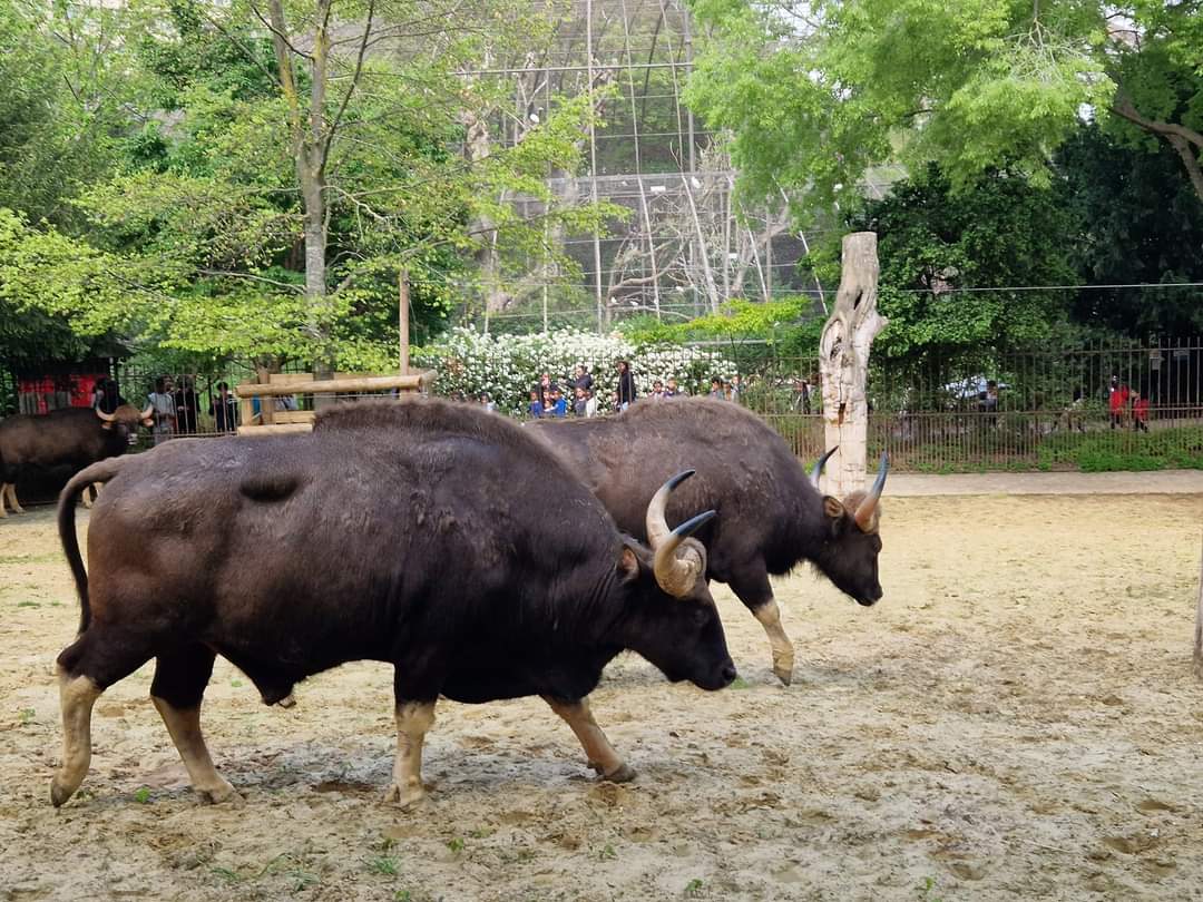 Indian Gaur Bulls