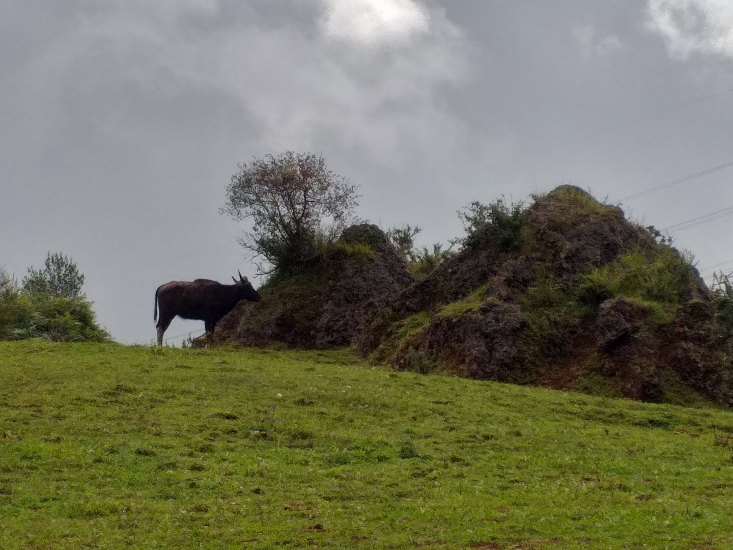Indian gaur-Cabarceno (2019)