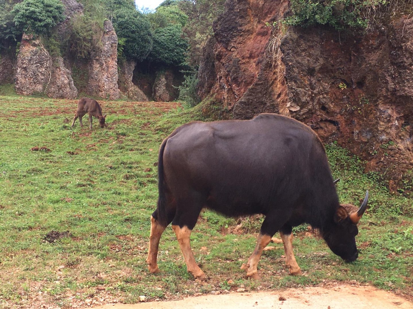 Indian gaur-Cabarceno (2019)