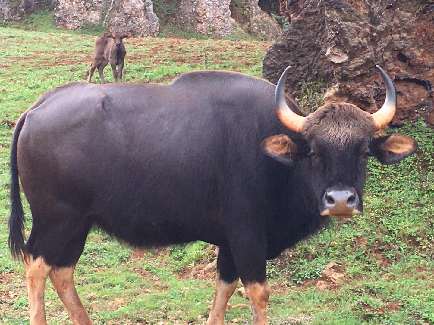 Indian gaur-Cabarceno (2019)