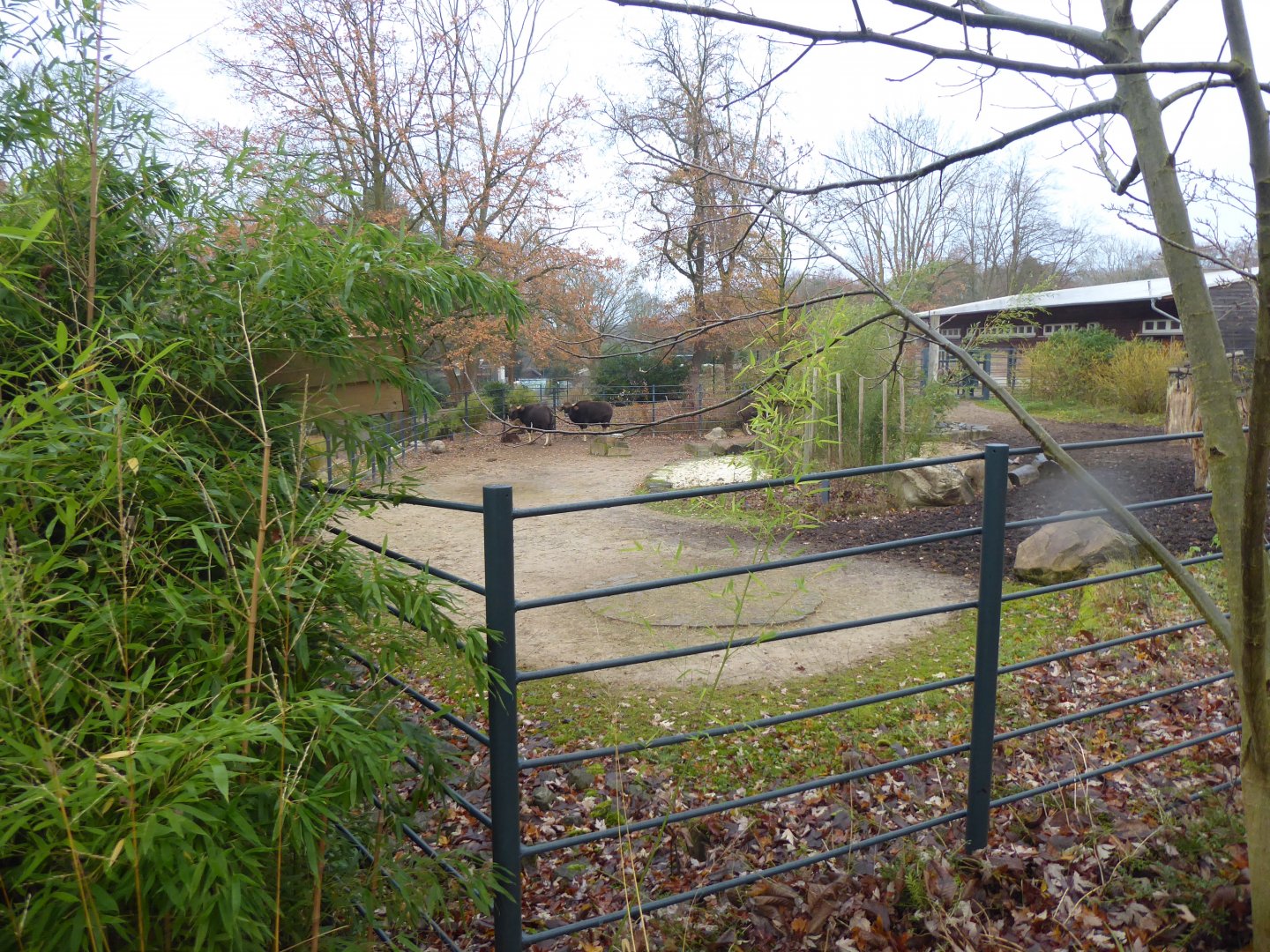 Indian gaur exhibit 021219