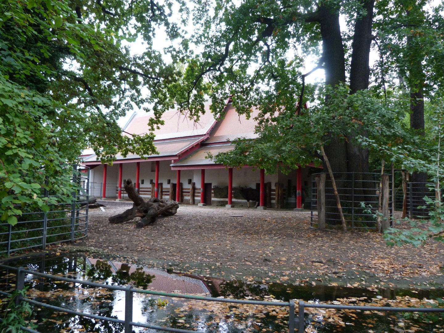 Indian gaur exhibit -Zoologischer Garten Berlin (2024)