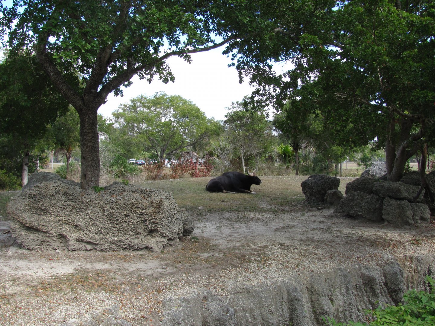 Indian Gaur Exhibit