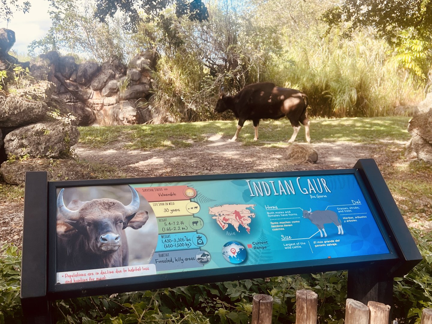 Indian Gaur Exhibit