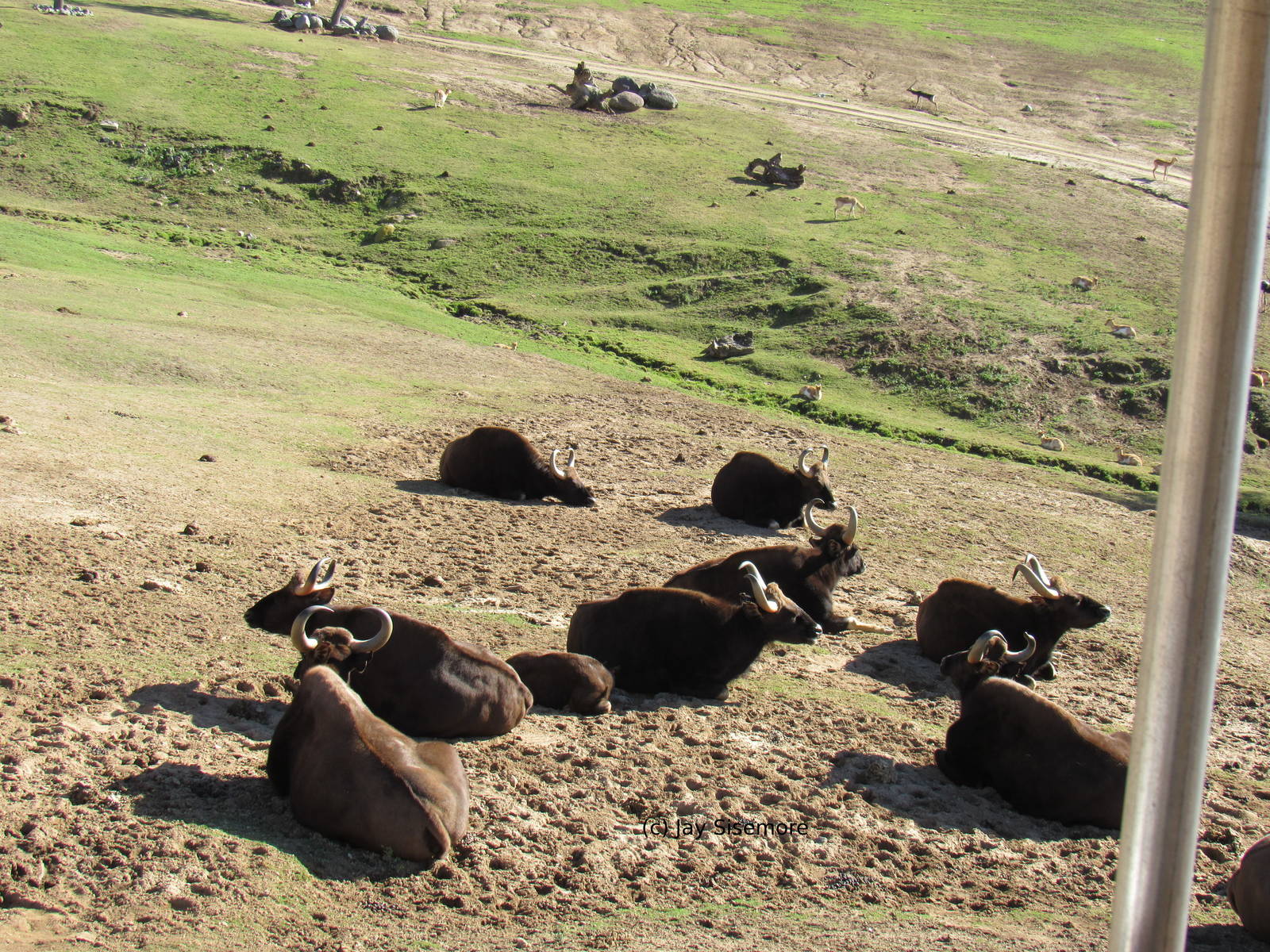 Indian Gaur (first calf in 17 years!)