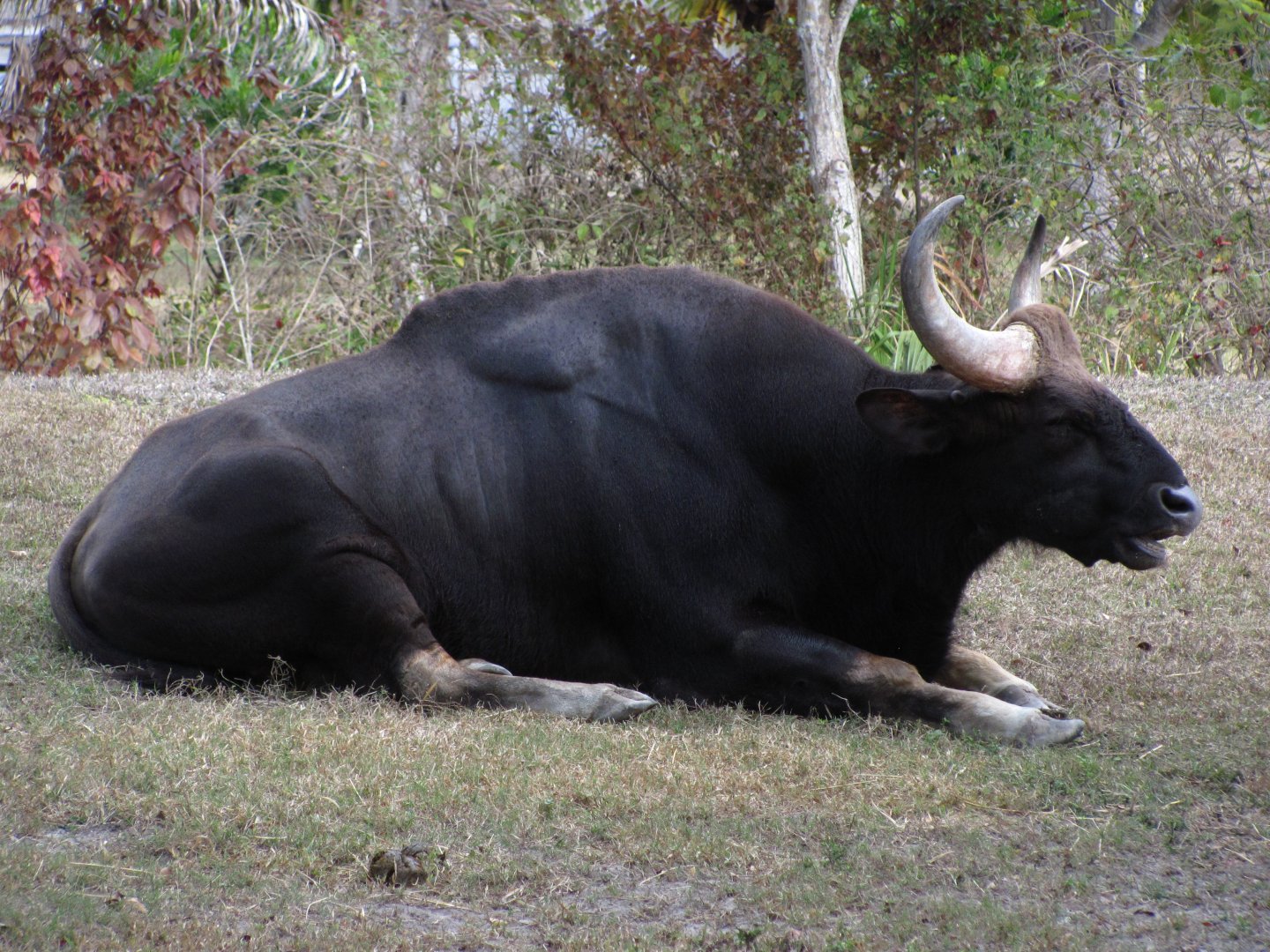Indian Gaur Gunther