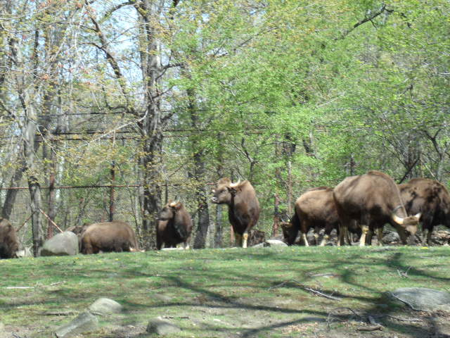 Indian Gaur Herd
