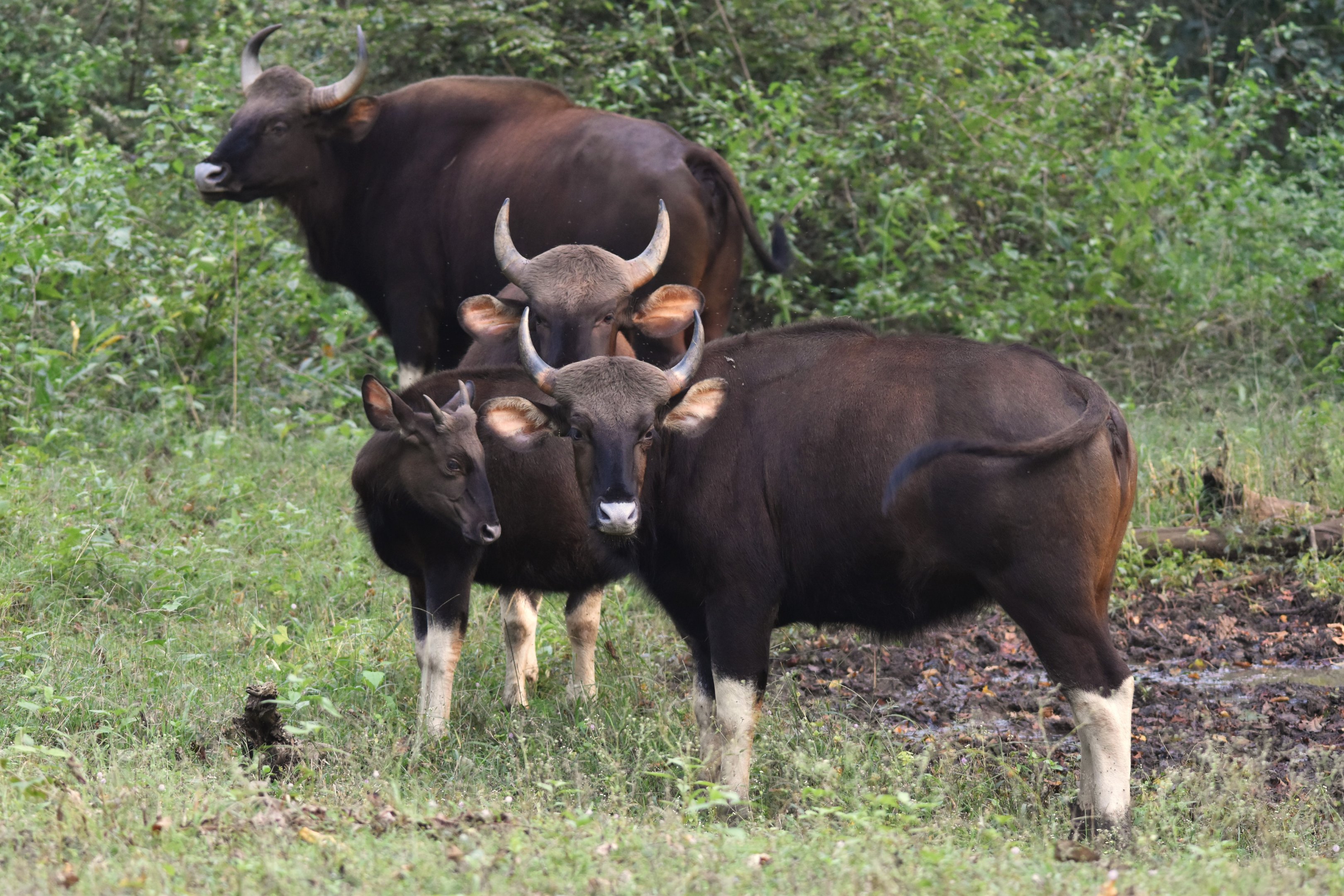 Indian Gaur, Nagarahole Tiger Reserve, 18th November 2024
