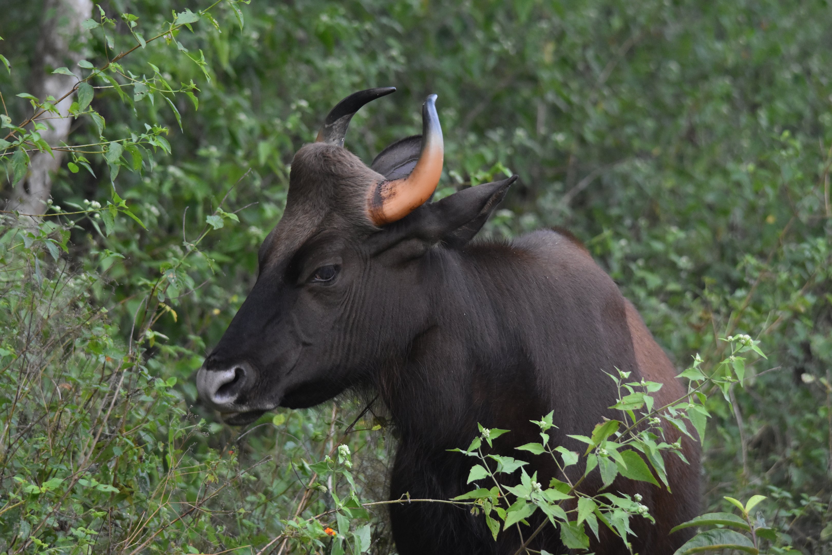 Indian Gaur, Nagarahole Tiger Reserve, 20th November 2024