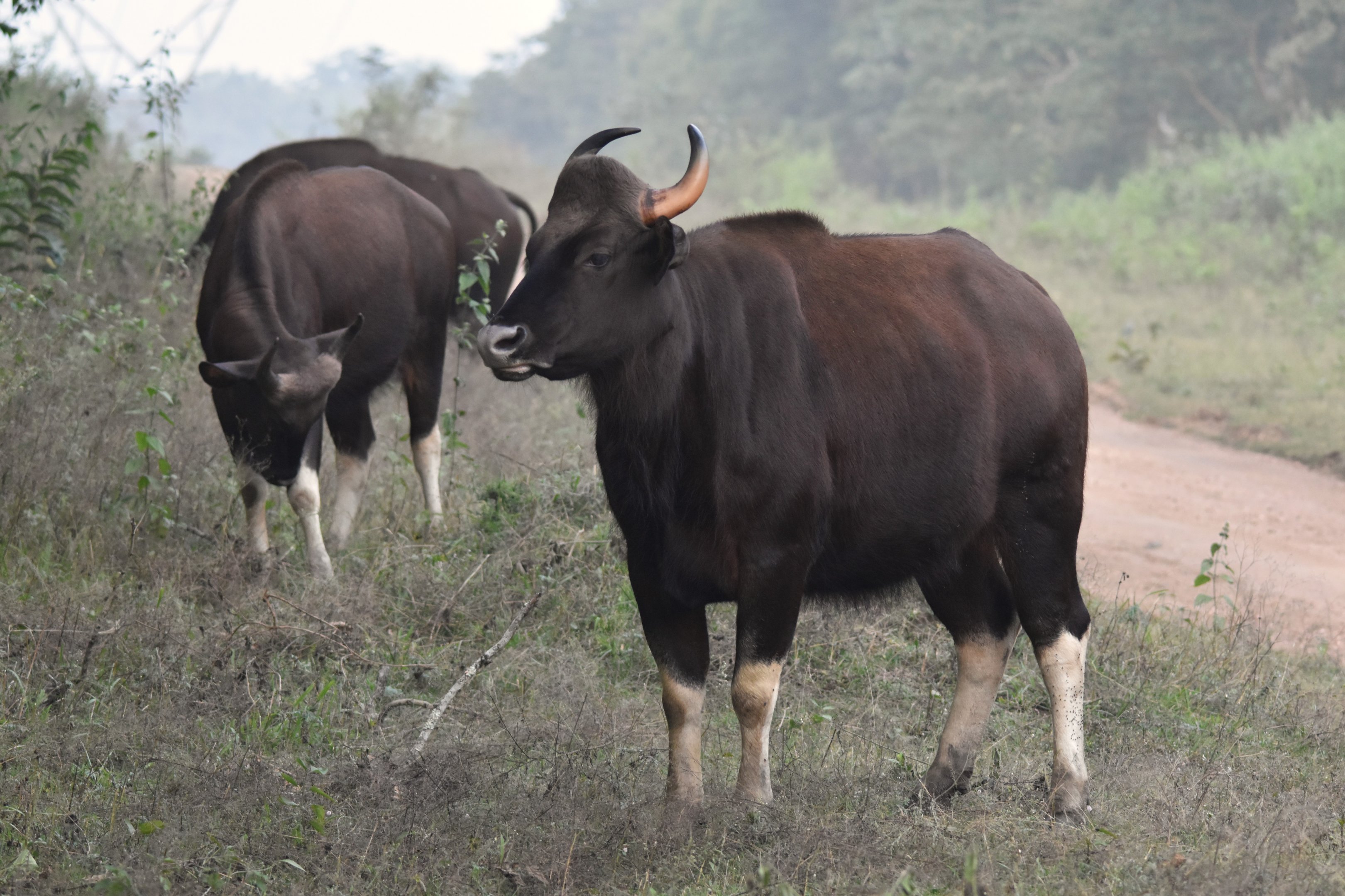 Indian Gaur, Nagarahole Tiger Reserve, 20th November 2024
