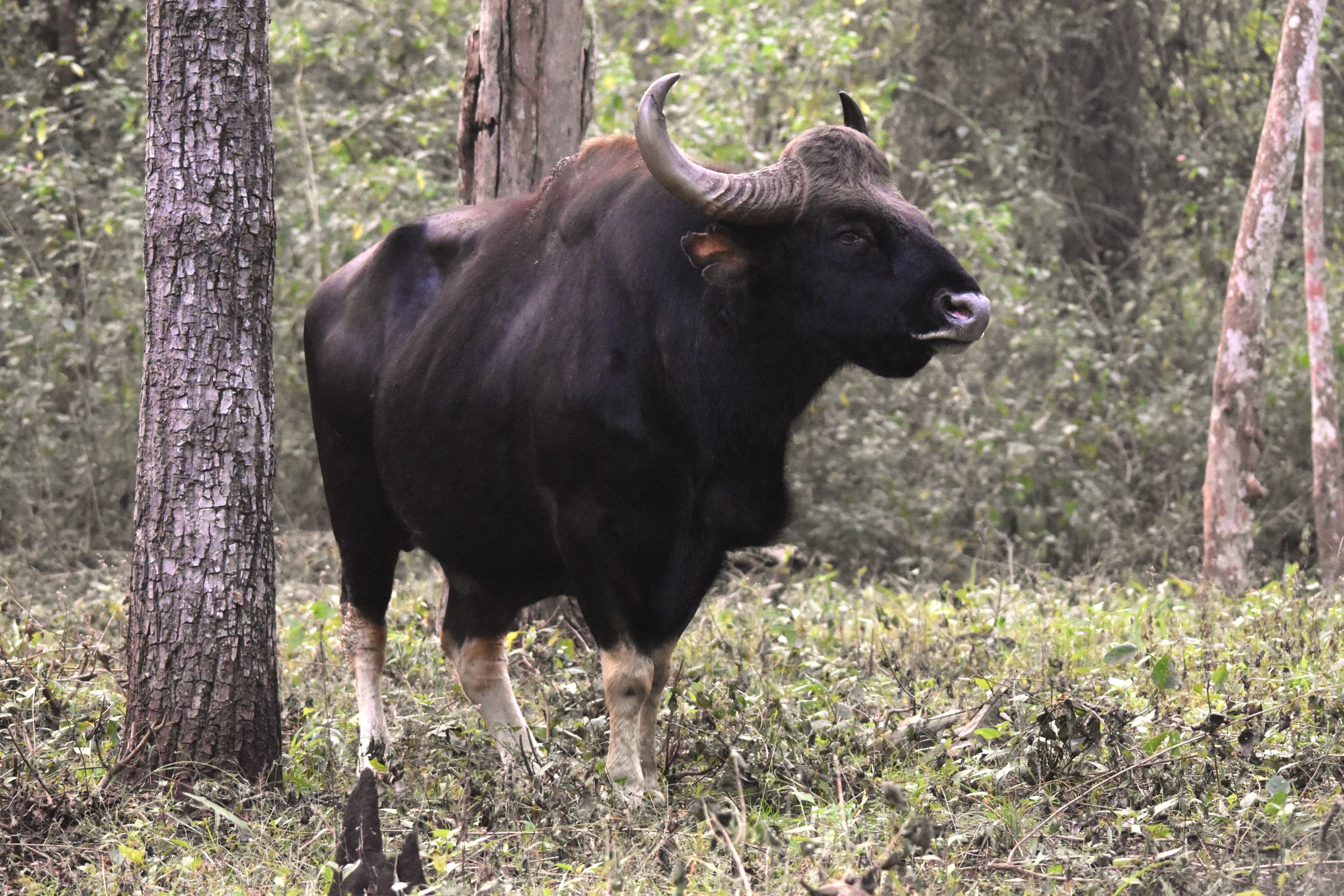 Indian Gaur, Nagarahole Tiger Reserve, 20th November 2024