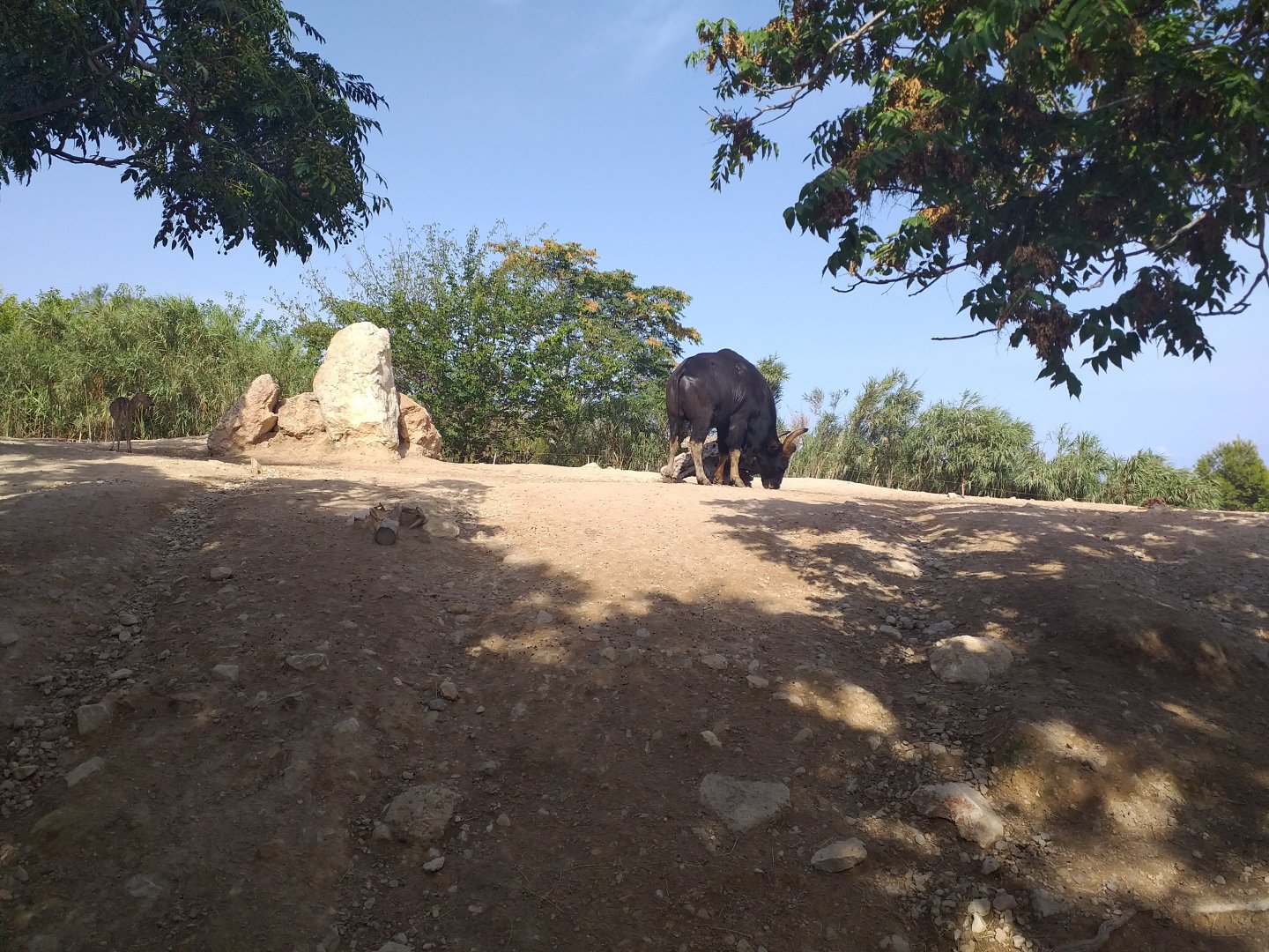Indian gaur, Nilgai, Axis and Domestic yak exhibit -TerraNatura Benidorm (2021)