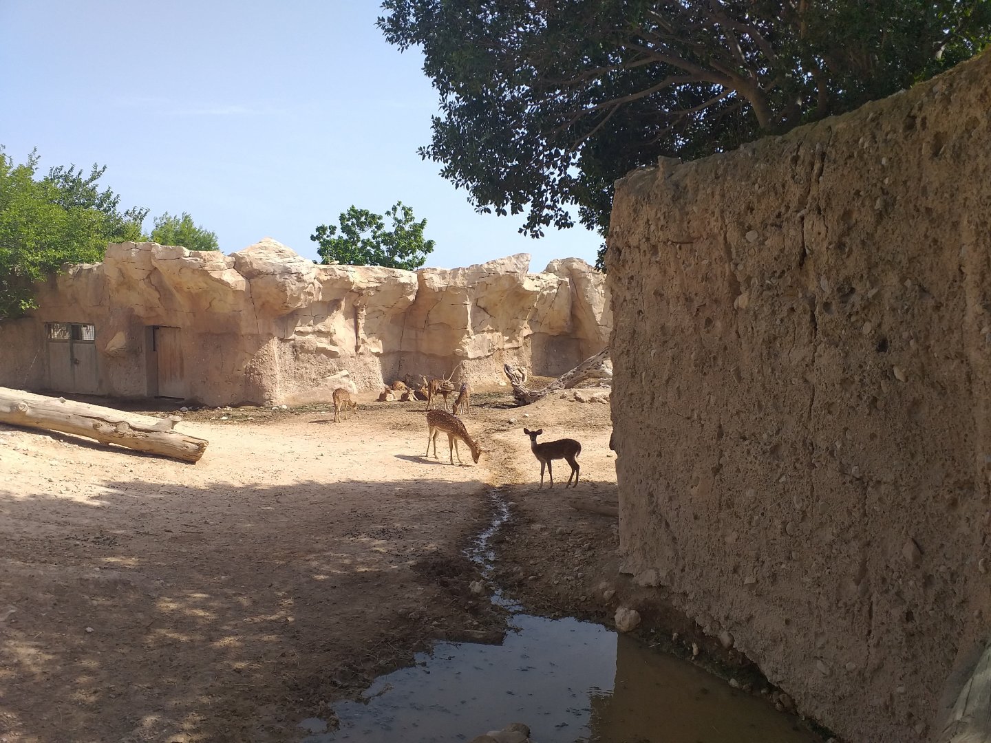 Indian gaur, Nilgai, Axis and Domestic yak exhibit -TerraNatura Benidorm (2021)
