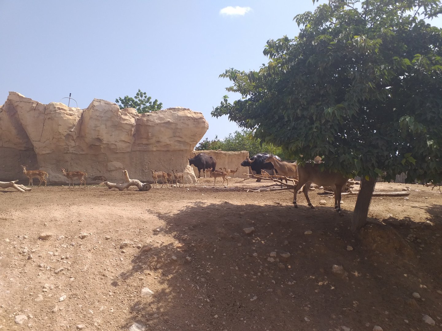 Indian gaur, Nilgai, Axis and Domestic yak exhibit -TerraNatura Benidorm (2021)