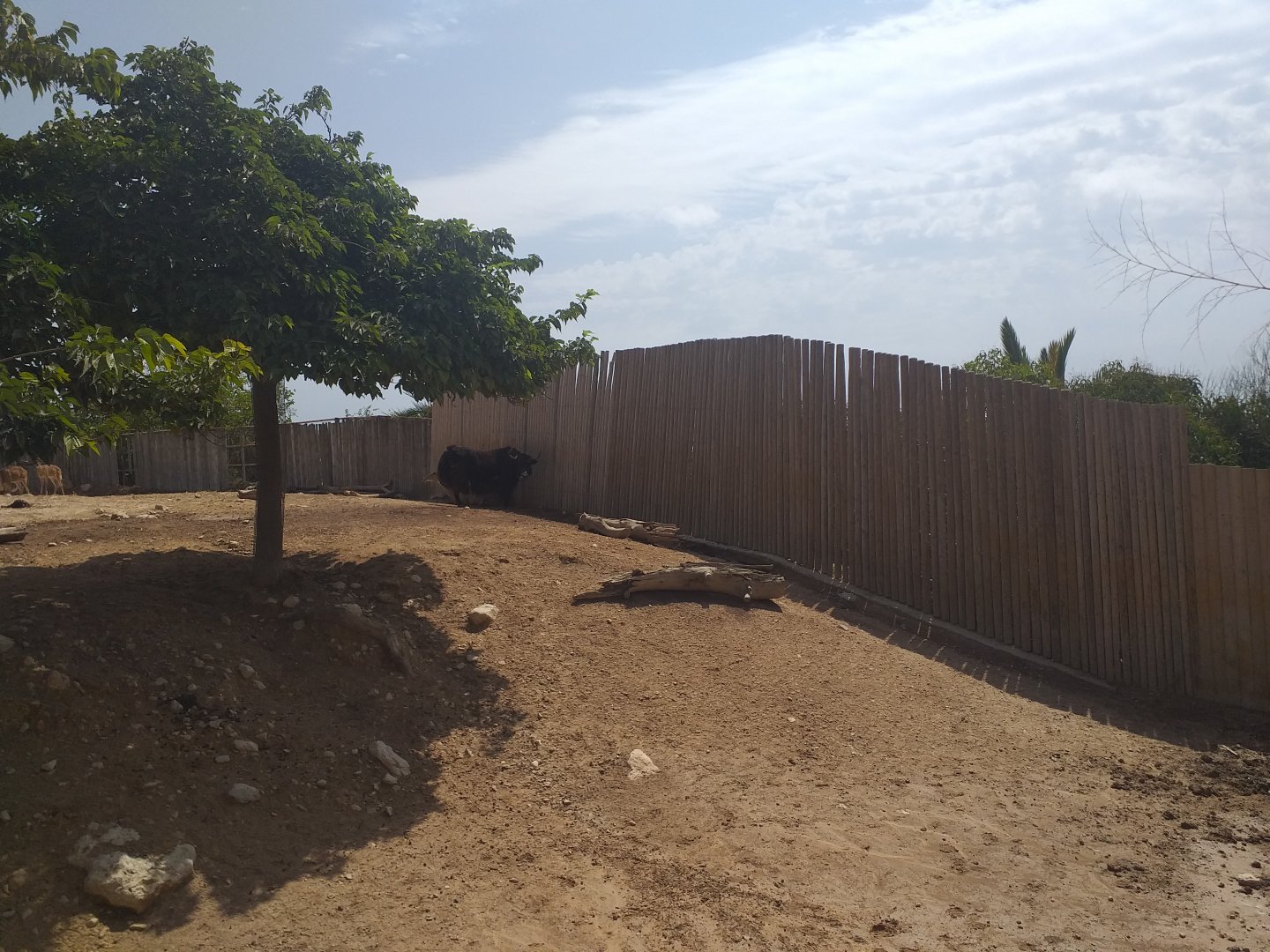 Indian gaur, Nilgai, Axis and Domestic yak exhibit -TerraNatura Benidorm (2021)