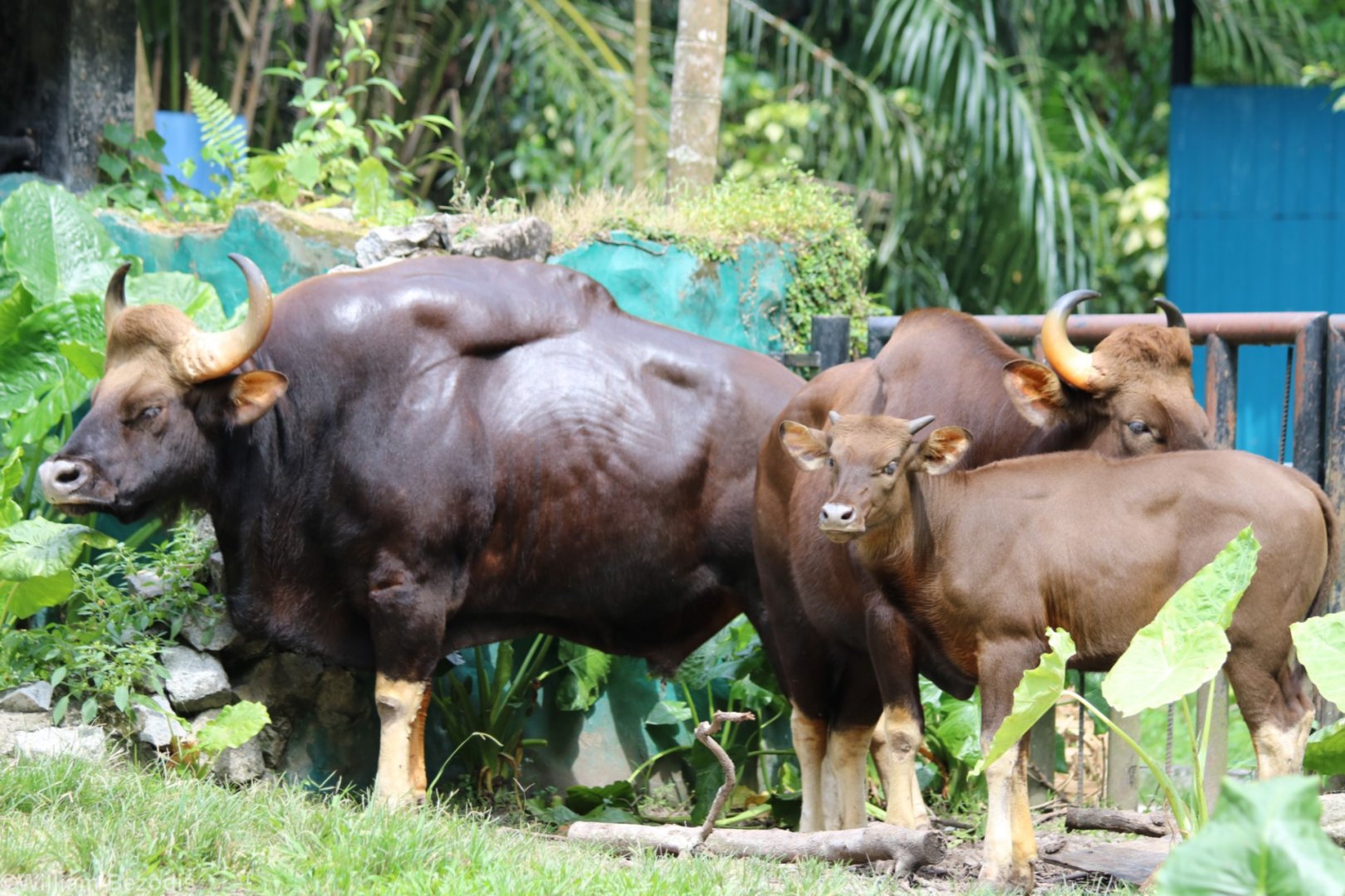 Indian Gaur (nominate subspecies)