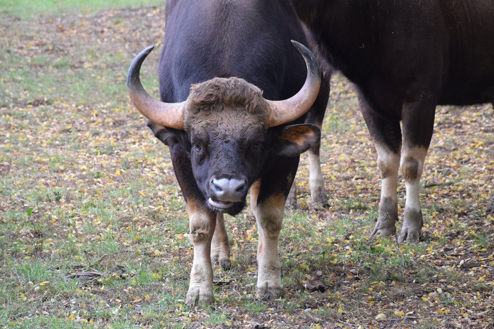 Indian gaur - October 2023
