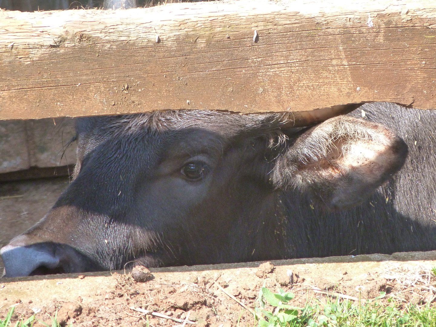 Indian gaur -Parque de la Naturaleza de Cabárceno (2025)