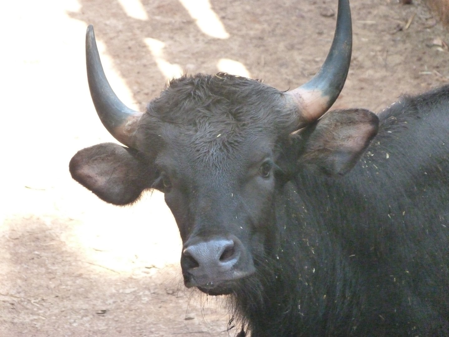 Indian gaur -Parque de la Naturaleza de Cabárceno (2025)