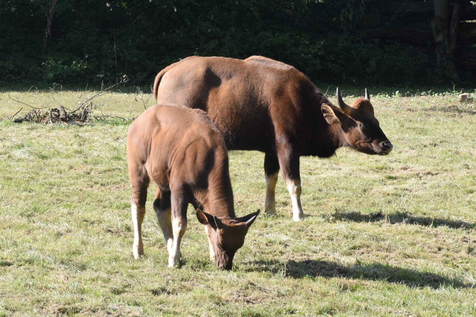 Indian gaur - September 2023