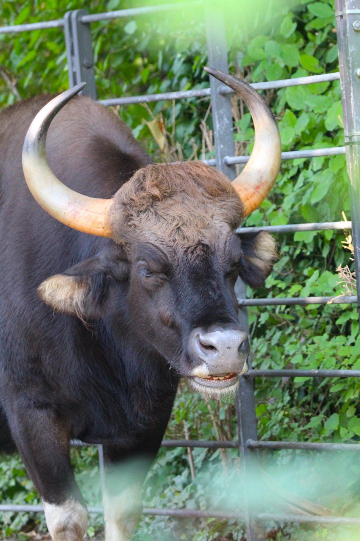 Indian Gaur- September 2024