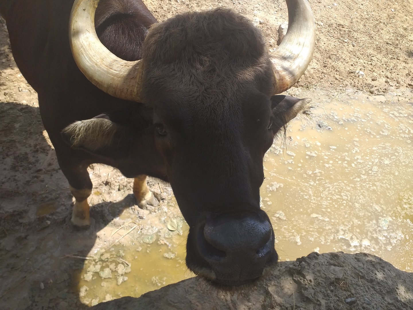 Indian gaur -TerraNatura Benidorm (2021)