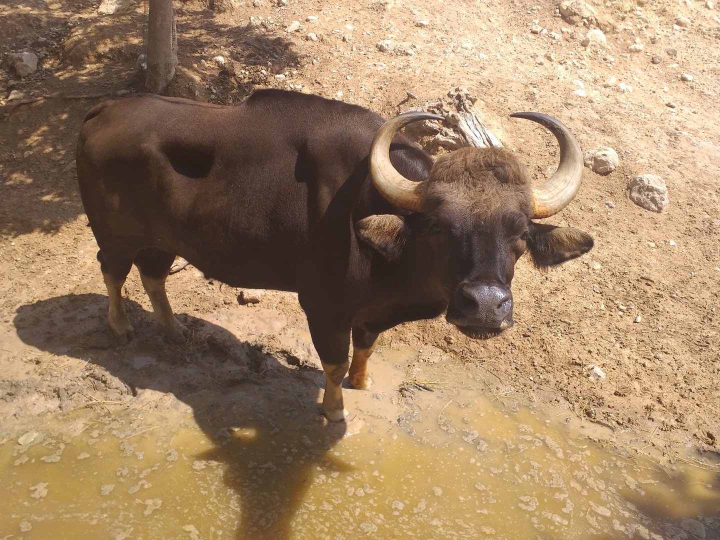 Indian gaur -TerraNatura Benidorm (2021)