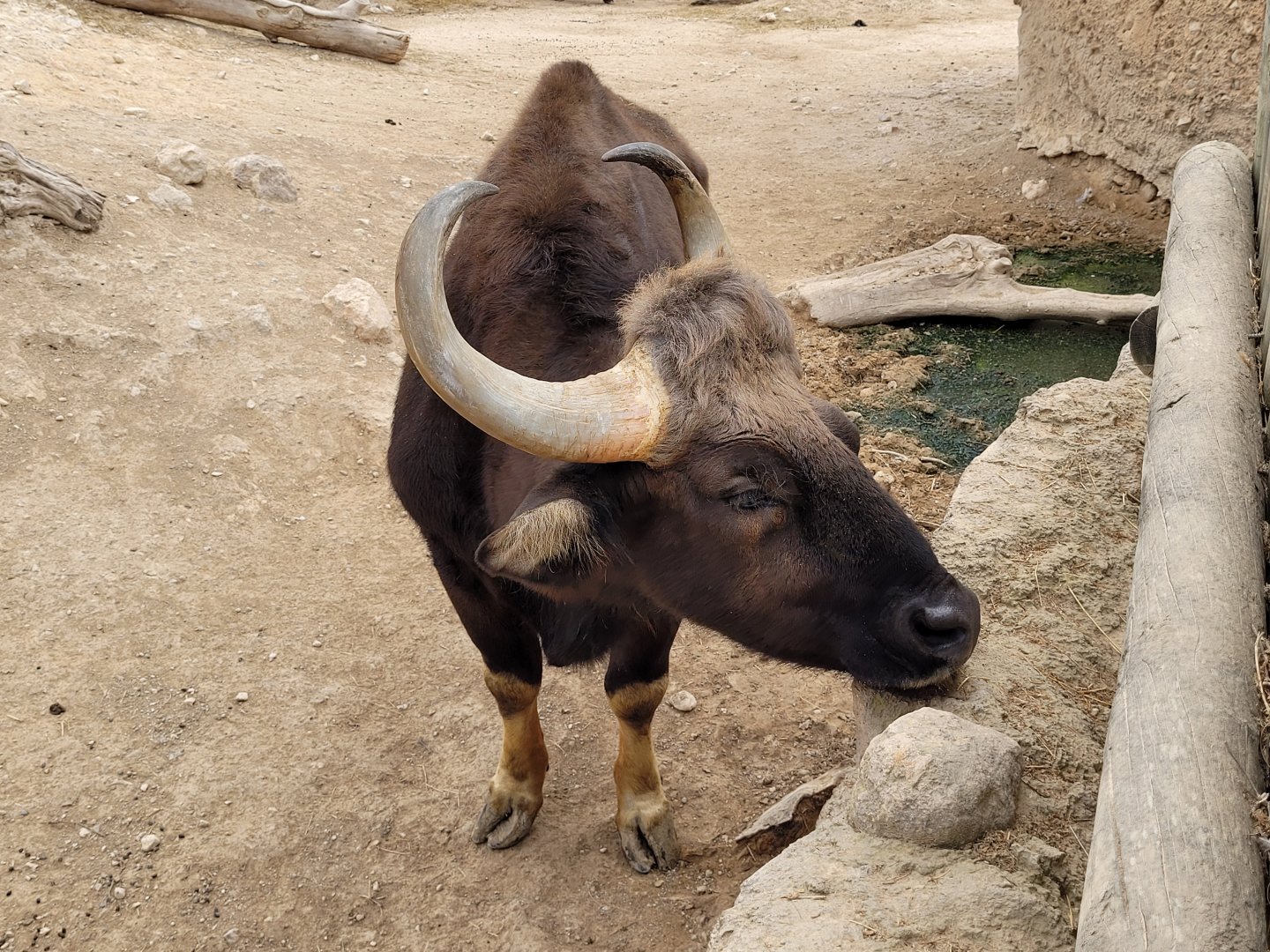 Indian gaur -TerraNatura Benidorm (2022)