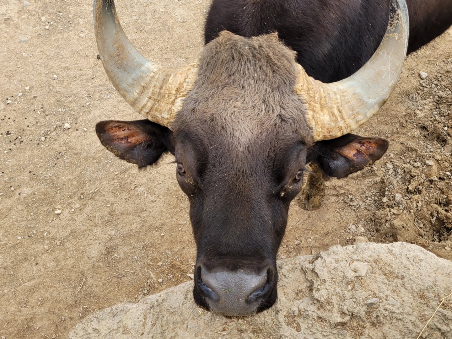 Indian gaur -TerraNatura Benidorm (2022)