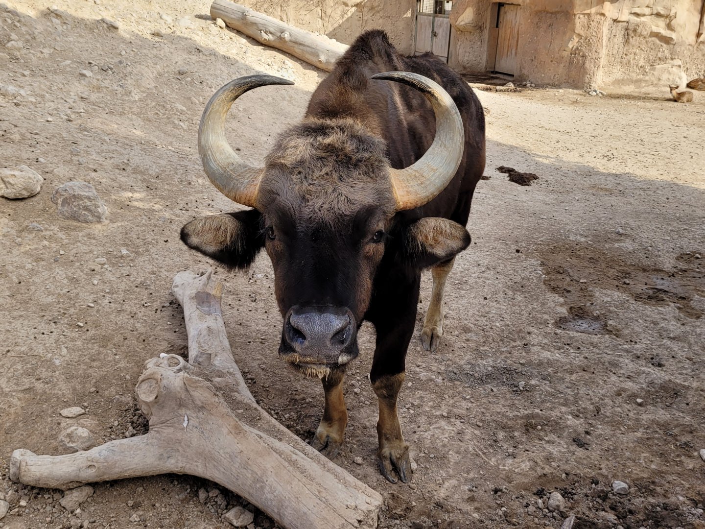 Indian gaur -TerraNatura Benidorm (2022)