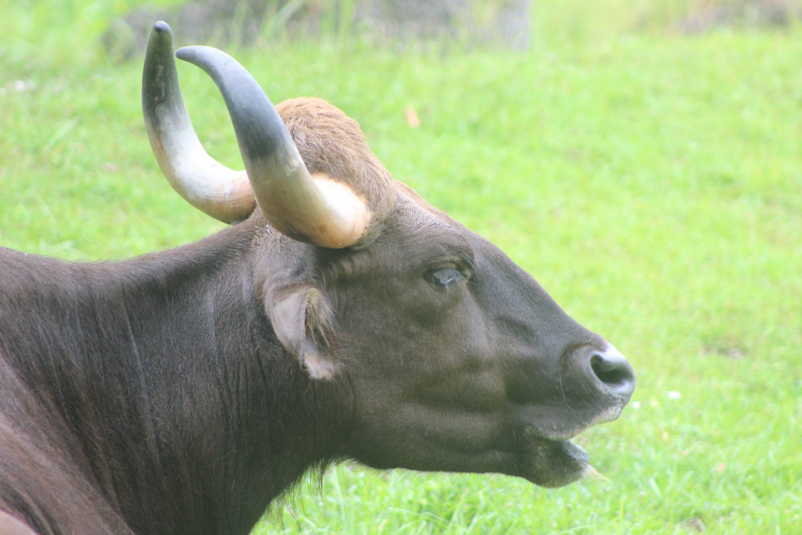Indian Gaur Up-Close