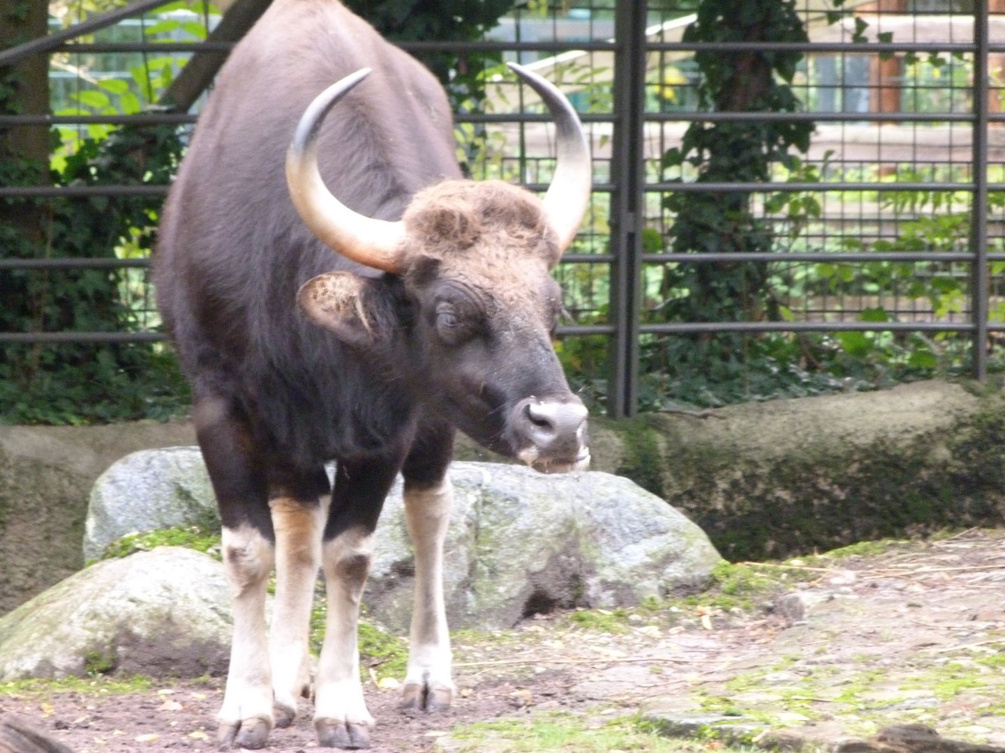 Indian gaur -Zoologischer Garten Berlin (2024)