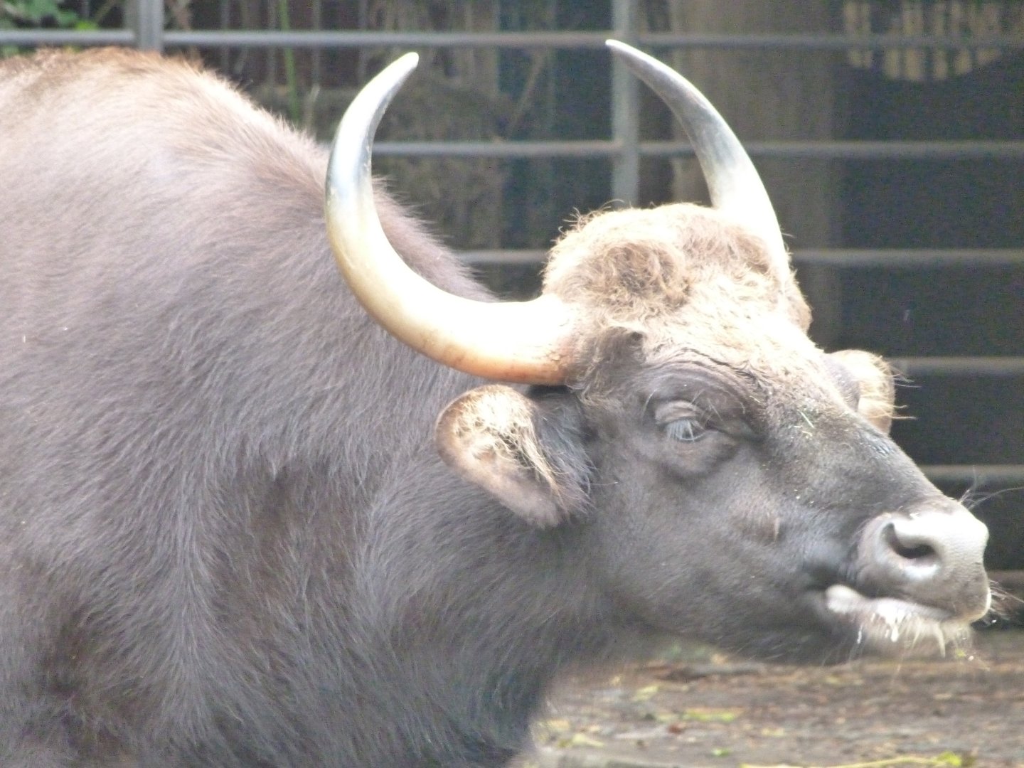 Indian gaur -Zoologischer Garten Berlin (2024)