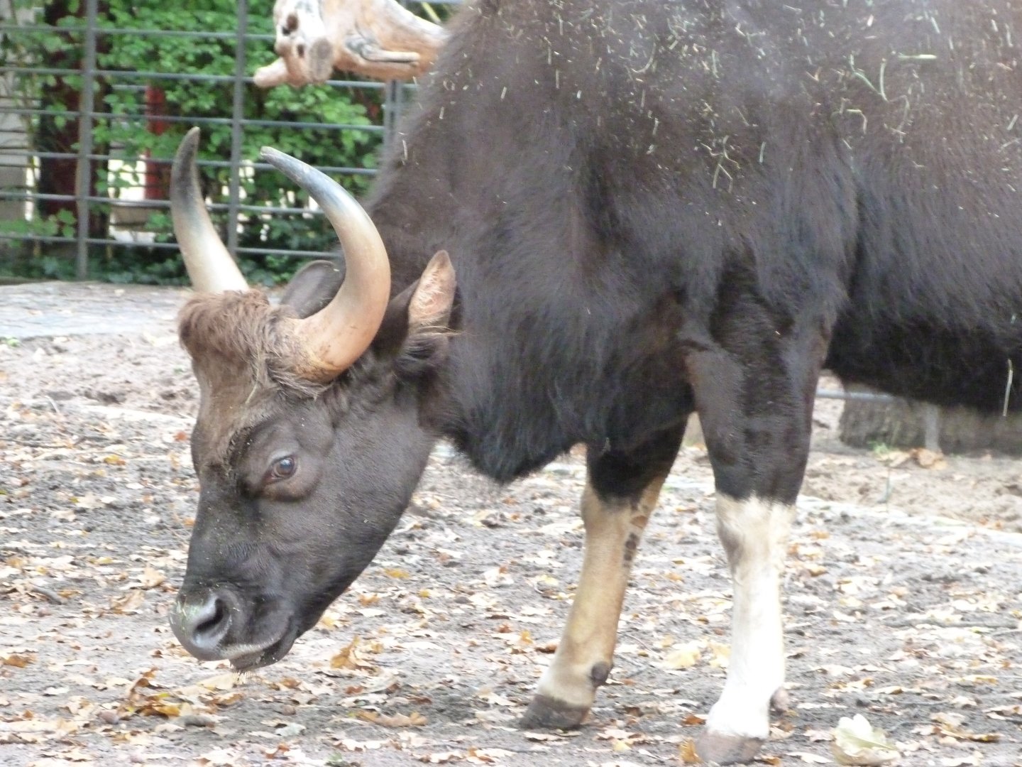 Indian gaur -Zoologischer Garten Berlin (2024)