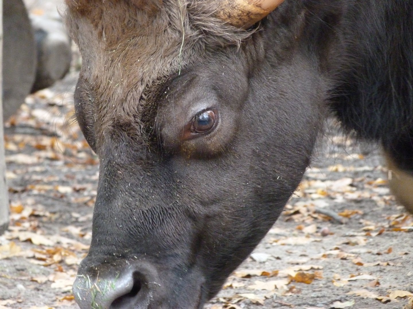 Indian gaur -Zoologischer Garten Berlin (2024)