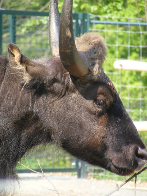 Indian Gaur