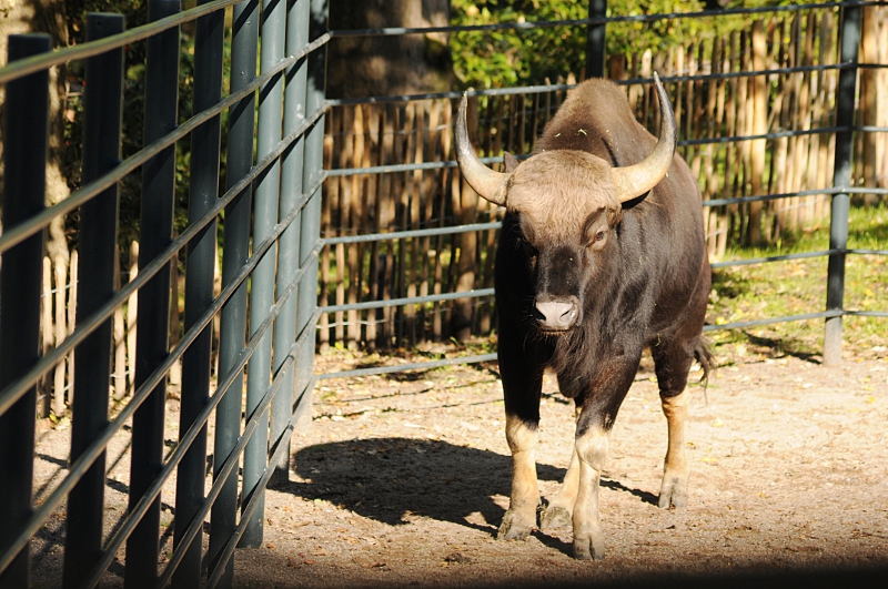 Indian gaur