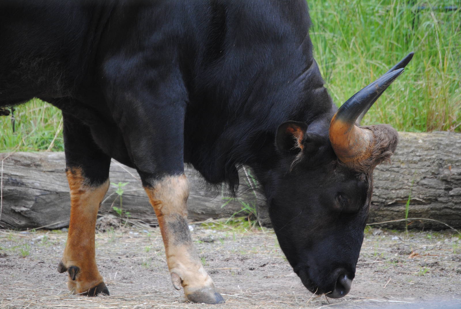 Indian Gaur