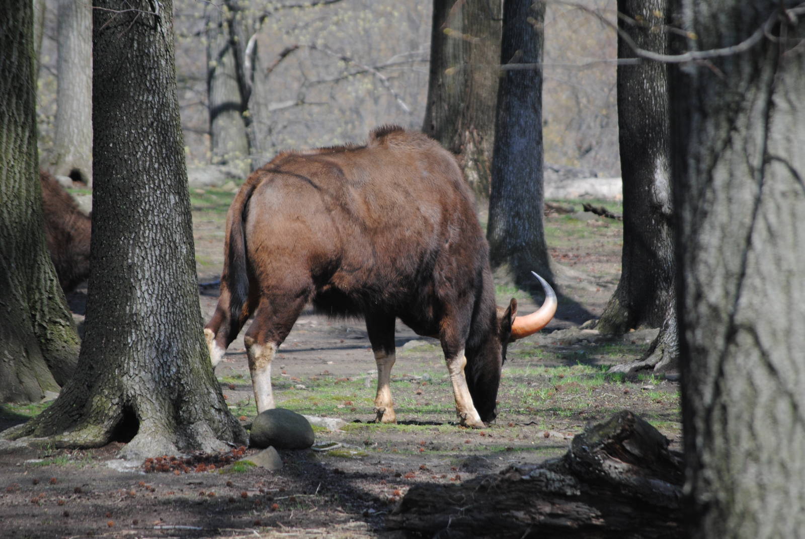 Indian Gaur
