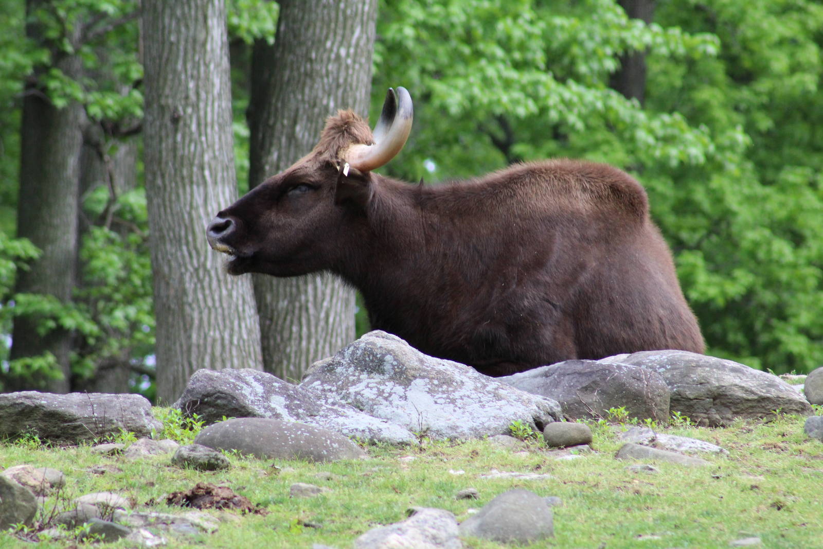 Indian Gaur