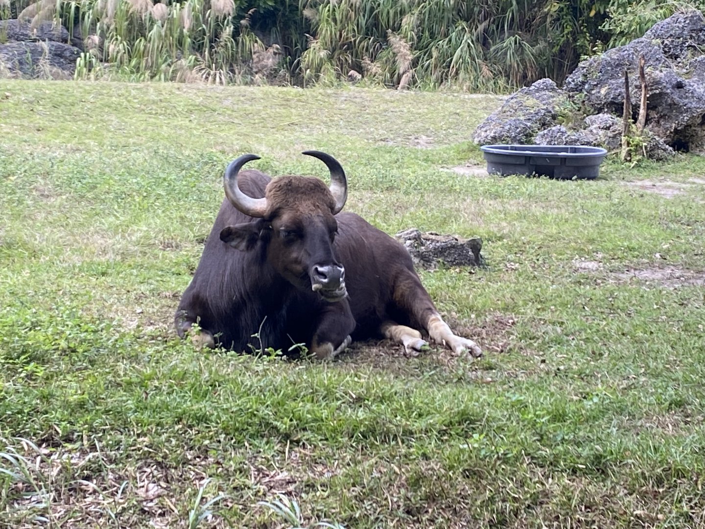 Indian Gaur