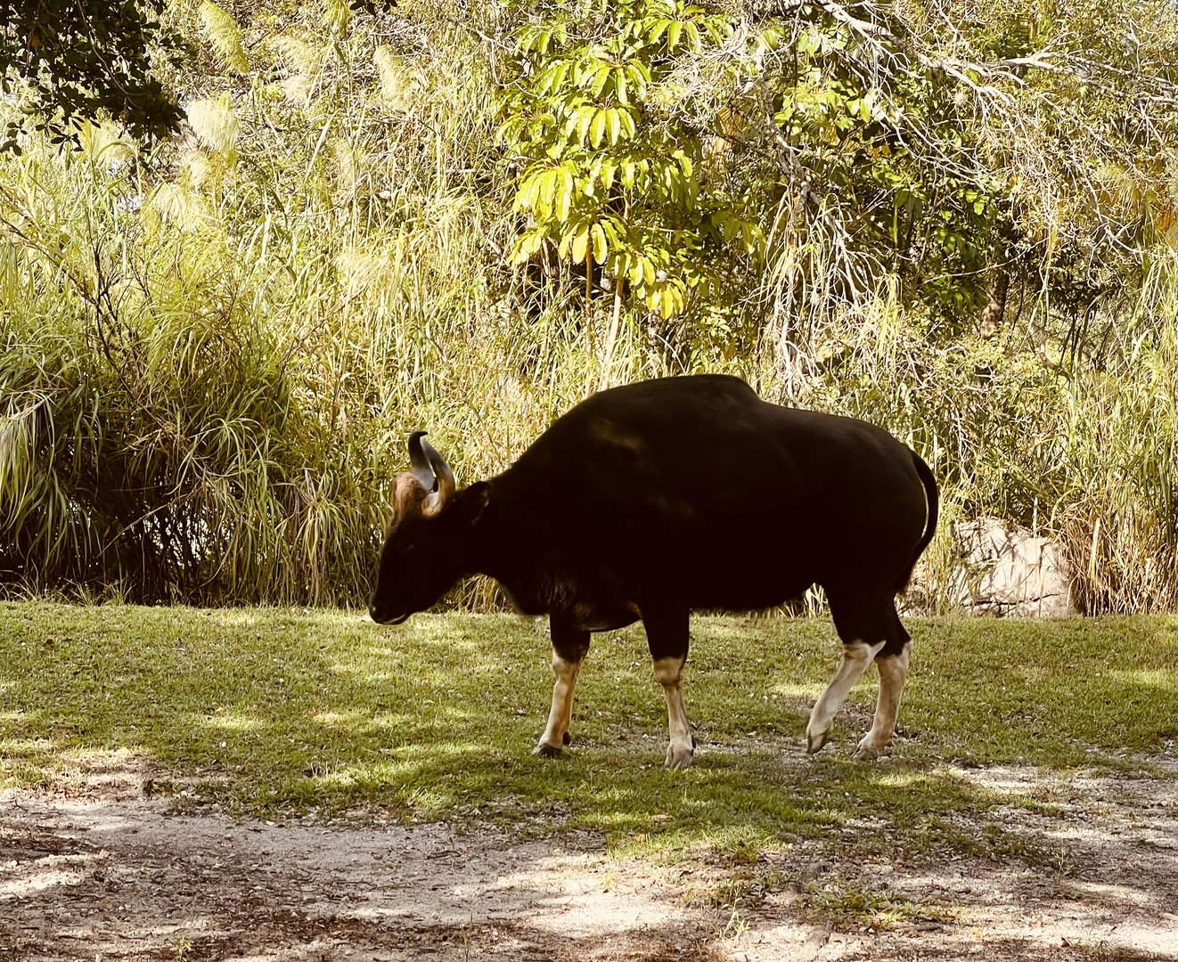 Indian Gaur