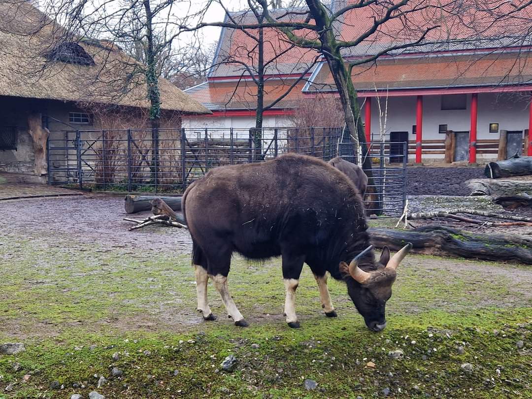 Indian Gaur