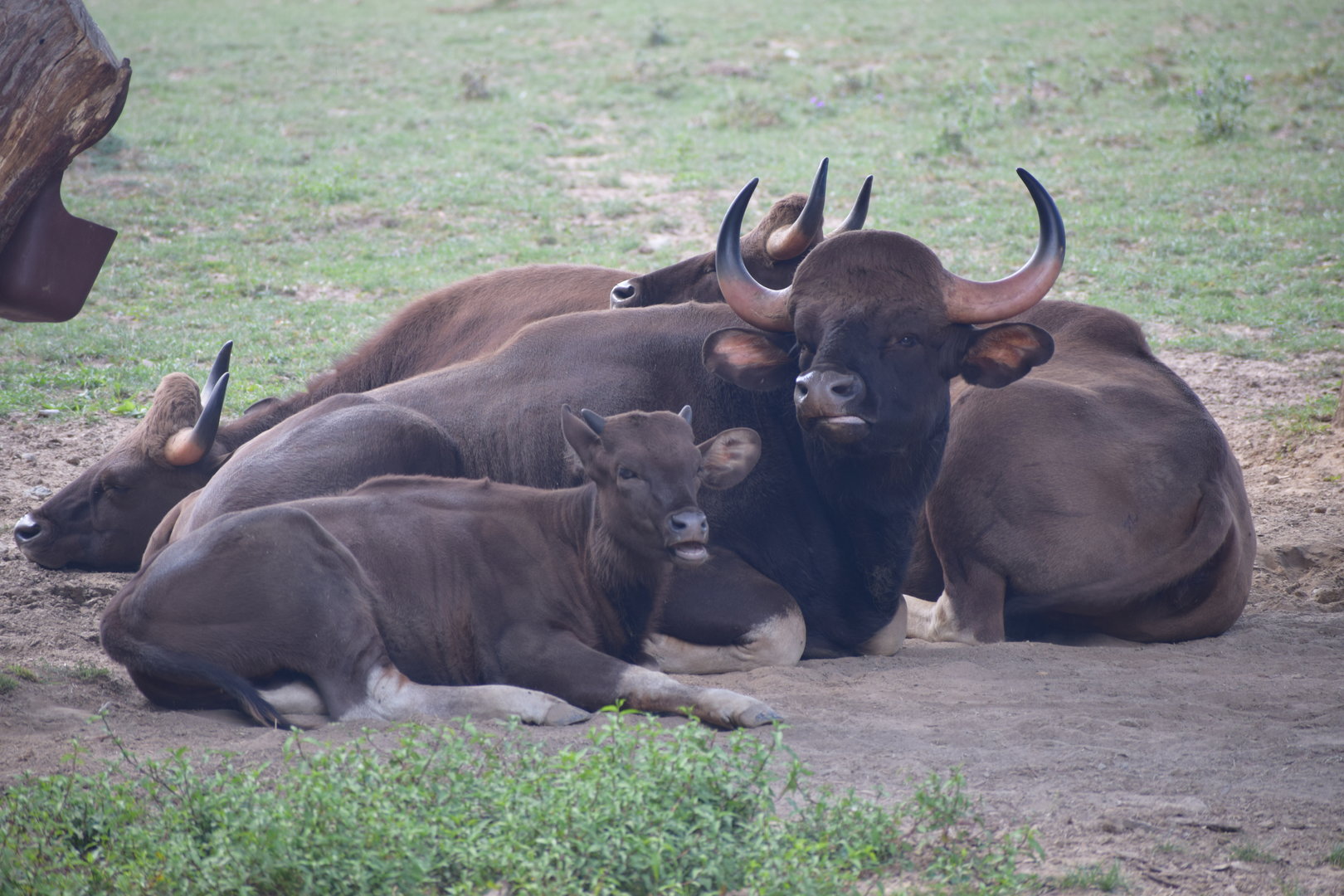 Indian Gaur
