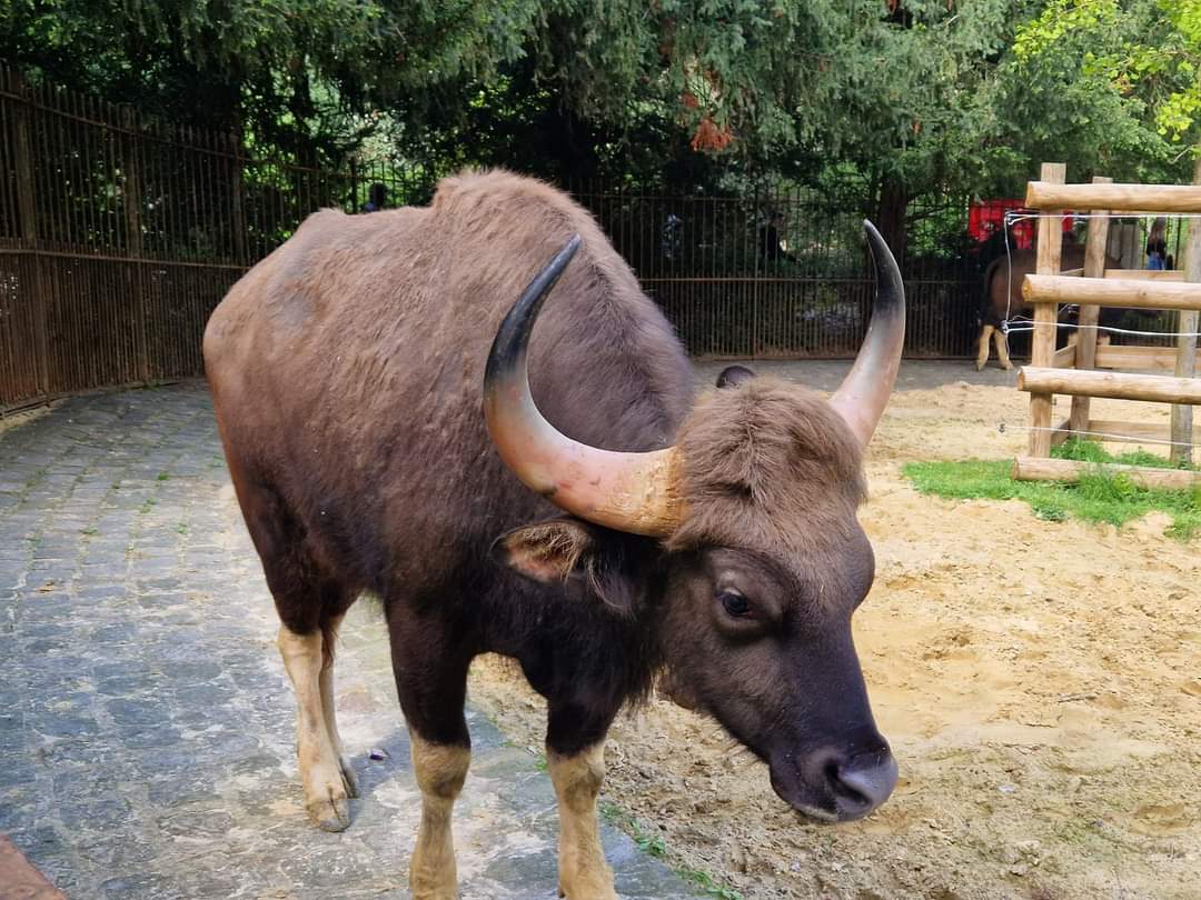 Indian Gaur